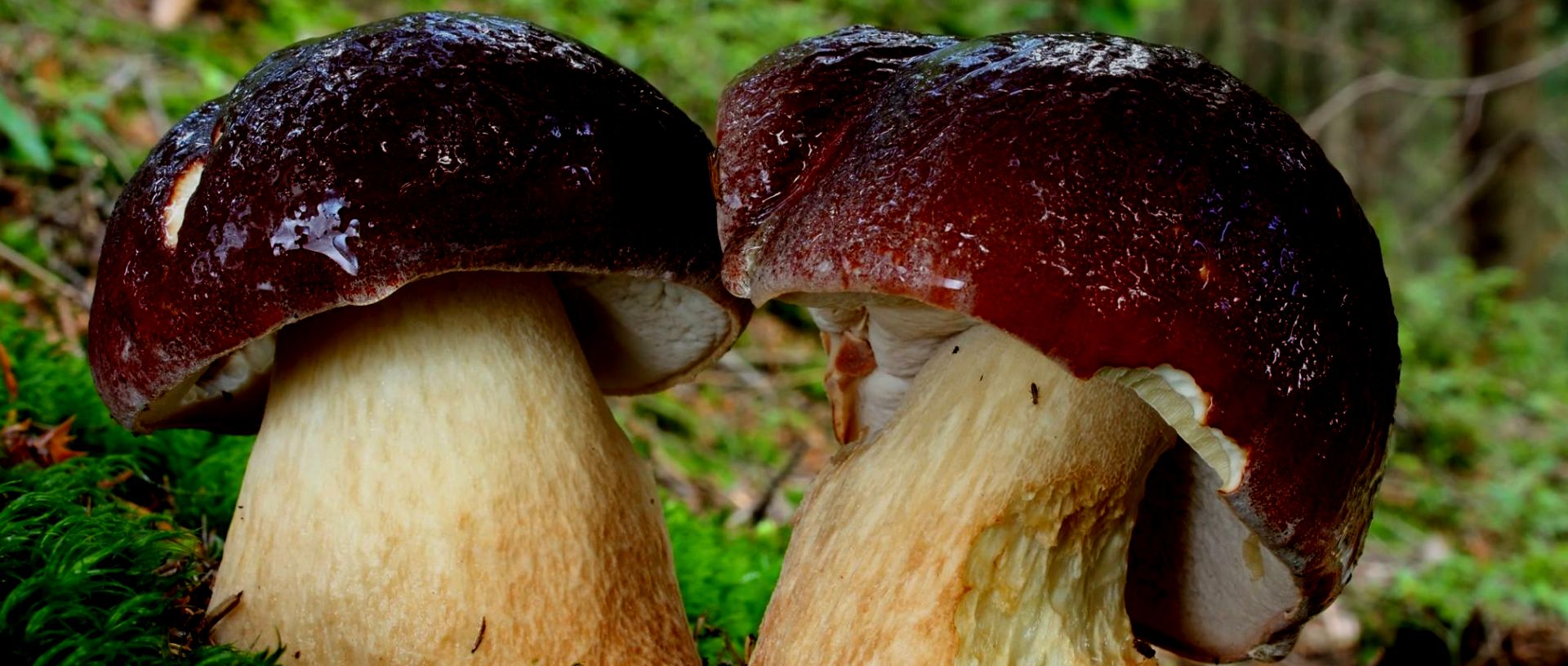 Futurelife-home2-slideshow